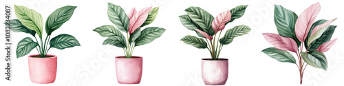 Vibrant Calathea Plant in Watercolor Rendering for Home and Office Decor