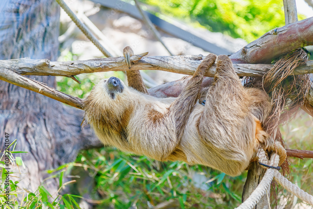 A sloth, using its long, curved claws to grip the branch securely, hanging from a tree branch A sloth, using its long, curved claws to grip the branch securely, hanging from a tree branch