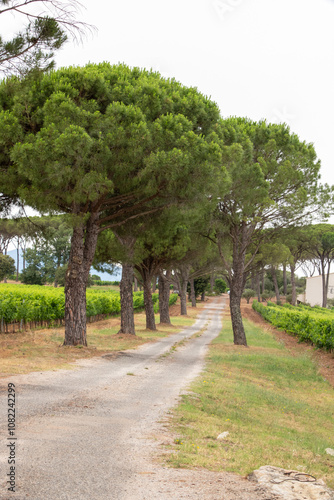 chemin avec des arbres pin des deux cotés