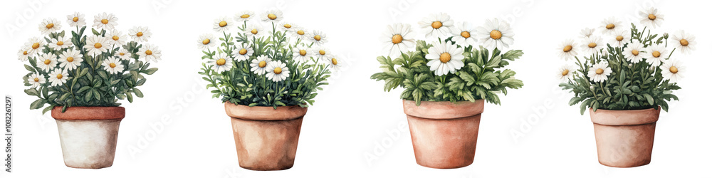 Charming Daisy Blooms in Rustic Ceramic Pot Peaceful Botanical Still Life Charming Daisy Blooms in Rustic Ceramic Pot Peaceful Botanical Still Life