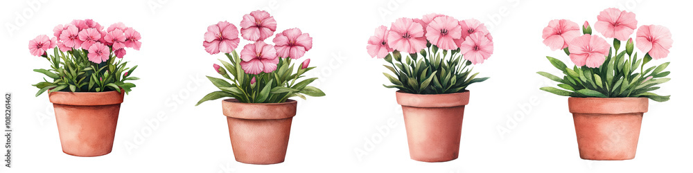 Fototapeta premium Vibrant Pink Dianthus Carnation Flowers Blooming in Rustic Terracotta Pot