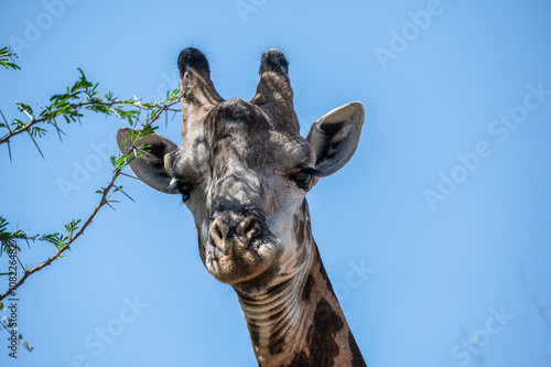 Close up portrait head shot of a South African giraffe against a clear blue sky photo