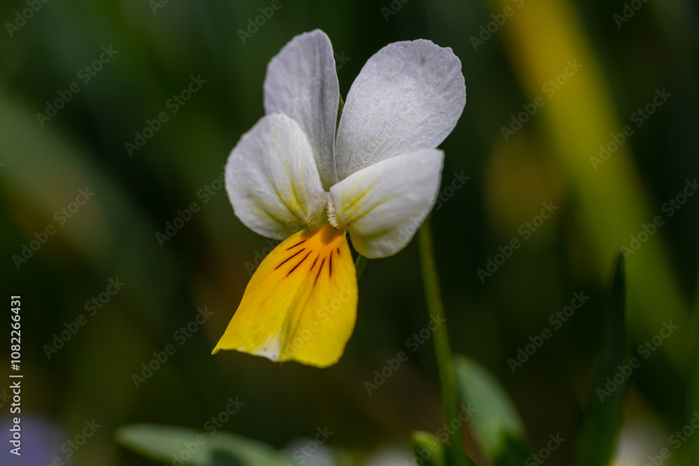 Viola arvensis is a species of violet known by the common name field pansy Viola arvensis is a species of violet known by the common name field pansy