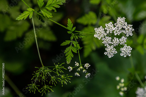 Chaerophyllum hirsutum roseum - pink umbels of hairy chervil photo