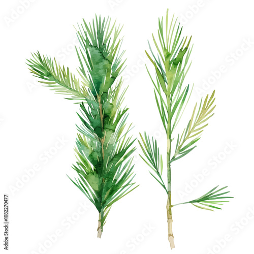 A watercolor drawing of a set of pine needles, isolated on a white background. Pine needles vector.