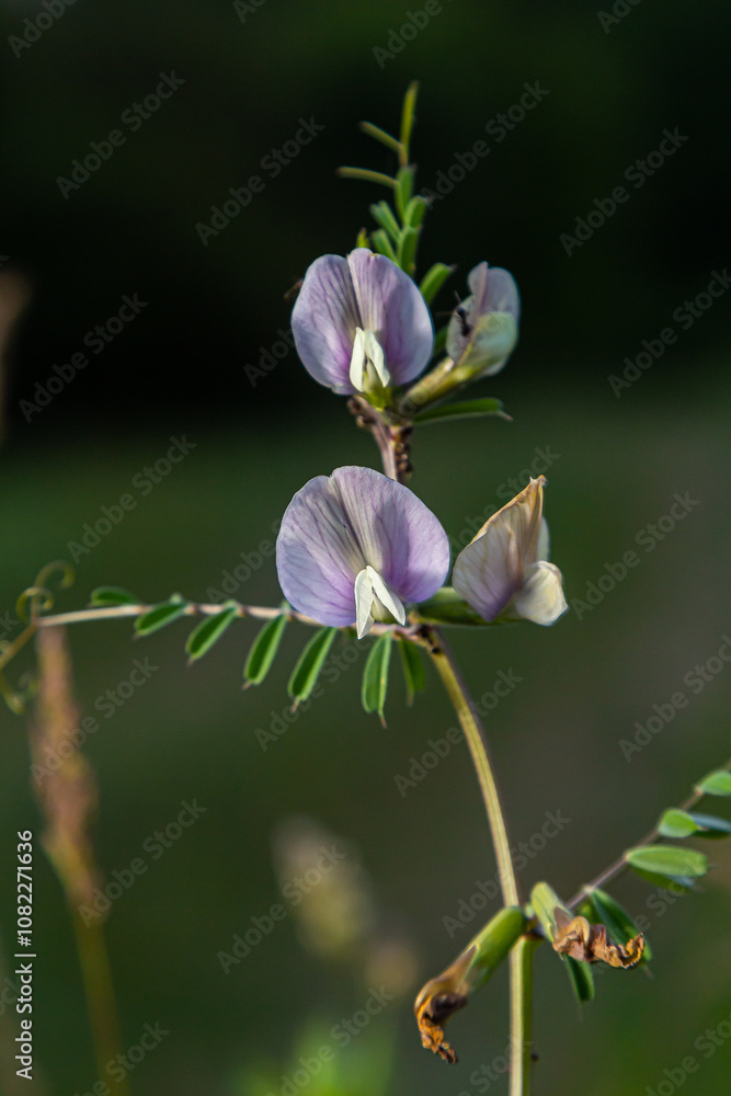 Flower of the Vicia sativa or vetch flower or garden vetch red flower or flower of the tare or simply vetch Flower of the Vicia sativa or vetch flower or garden vetch red flower or flower of the tare or simply vetch