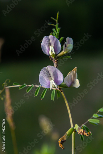 Flower of the Vicia sativa or vetch flower or garden vetch red flower or flower of the tare or simply vetch photo