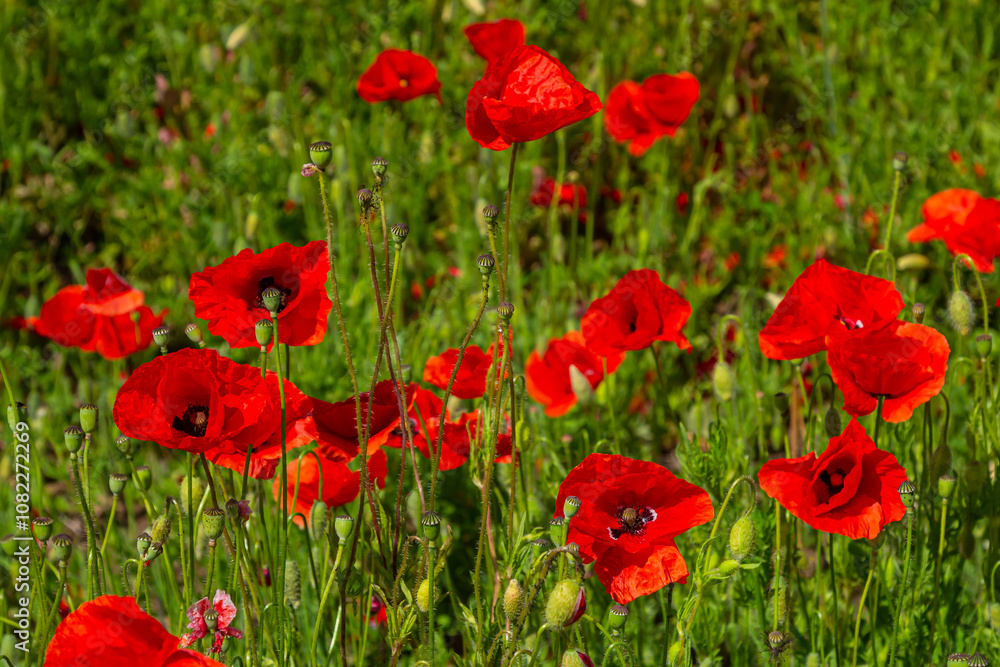 Papaver rhoeas or common poppy, red poppy is an annual herbaceous flowering plant in the poppy family, Papaveraceae, with red petals Papaver rhoeas or common poppy, red poppy is an annual herbaceous flowering plant in the poppy family, Papaveraceae, with red petals
