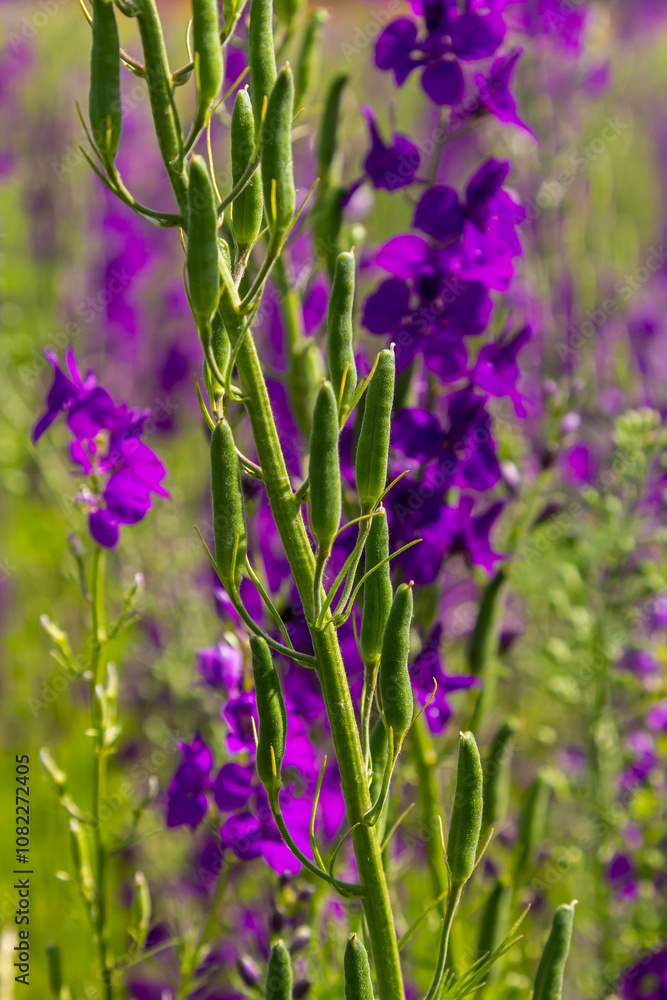 Obraz premium Consolida orientalis. Eastern Larkspur. Bright purple flowers on a green meadow