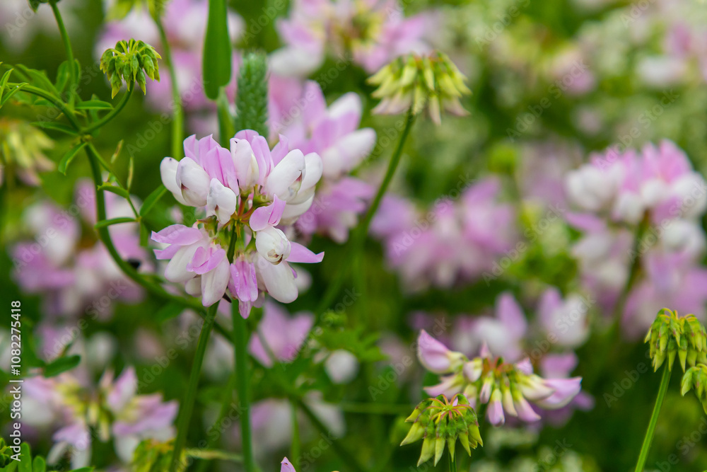the flowers of Securigera varia - crownvetch, purple crown vetch the flowers of Securigera varia - crownvetch, purple crown vetch