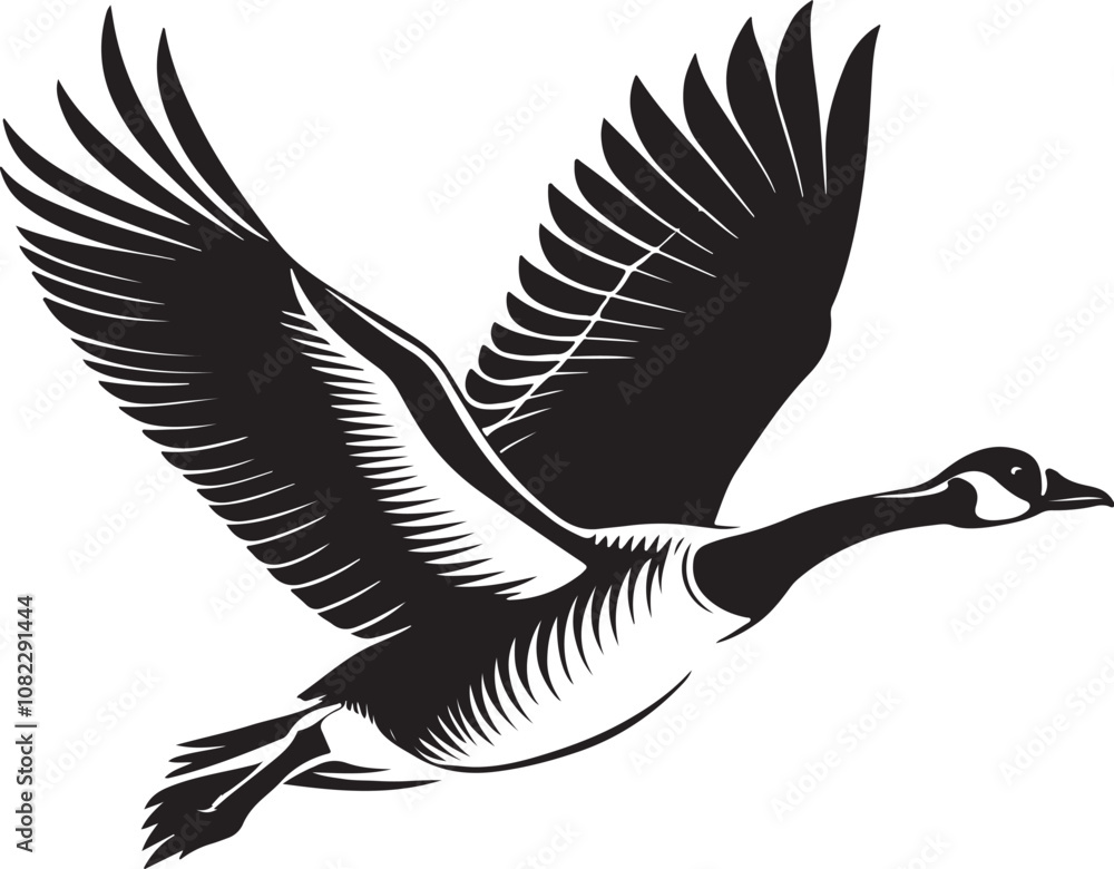 Obraz premium Whooper Swan vector illustration