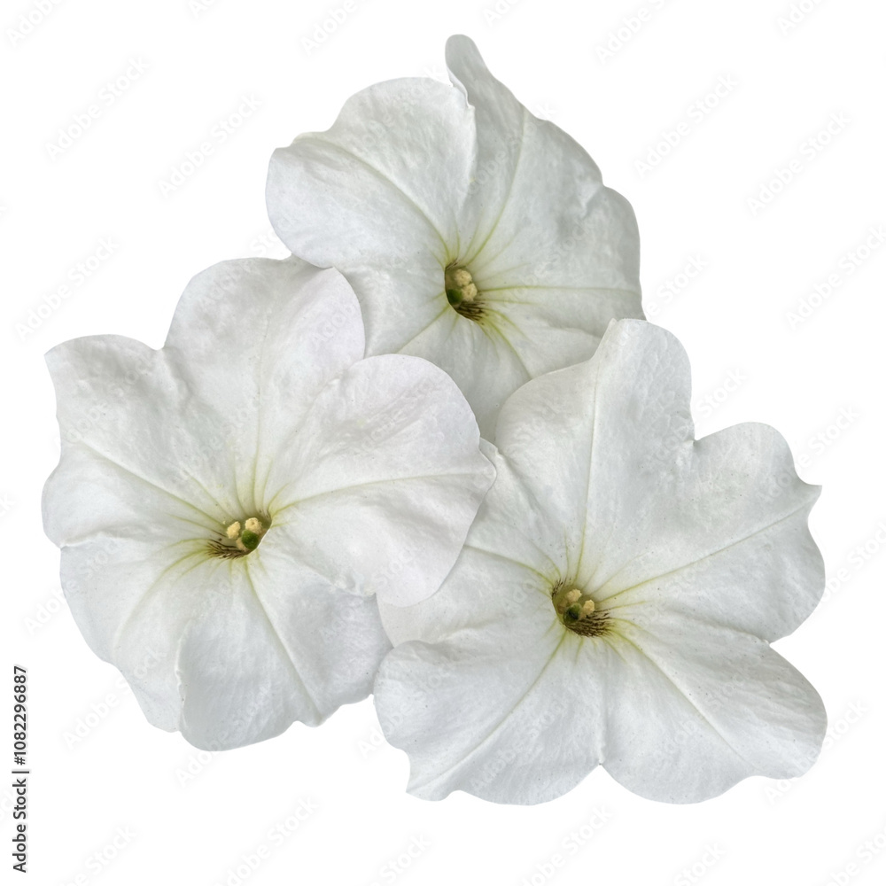 Fototapeta premium a group of white petunia flowers isolated from the background
