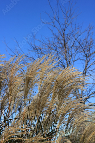 grass and sky