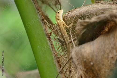lizard in tree