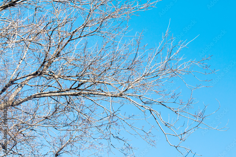 dry branches without leaves against the blue sky dry branches without leaves against the blue sky