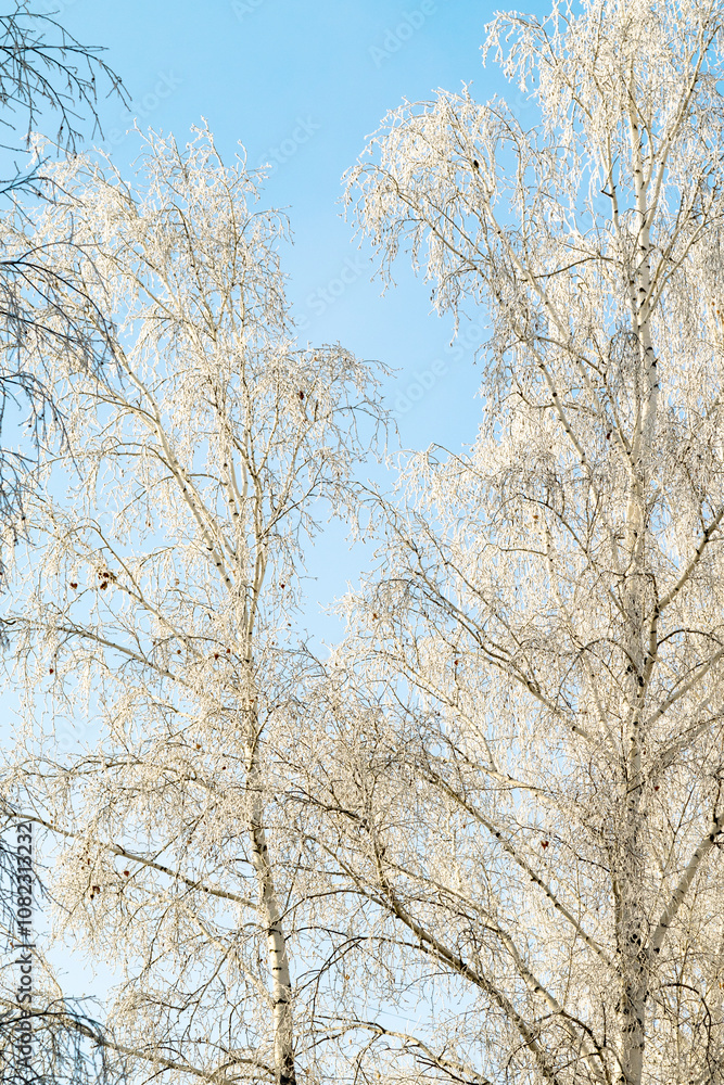 Trees in hoarfrost in the winter against the sky Trees in hoarfrost in the winter against the sky