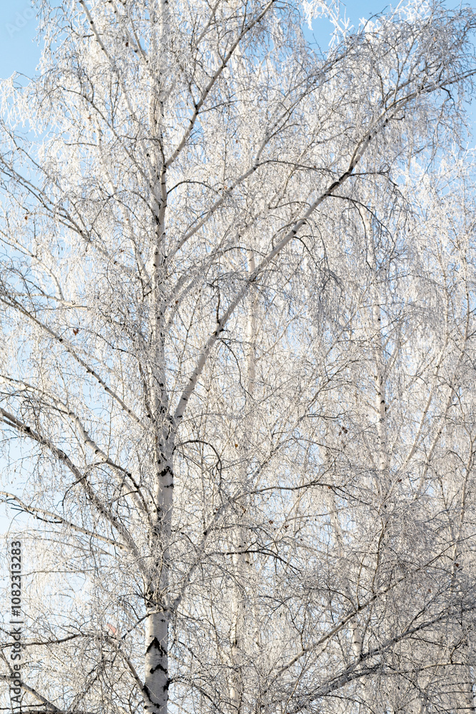 Trees in hoarfrost in the winter against the sky Trees in hoarfrost in the winter against the sky