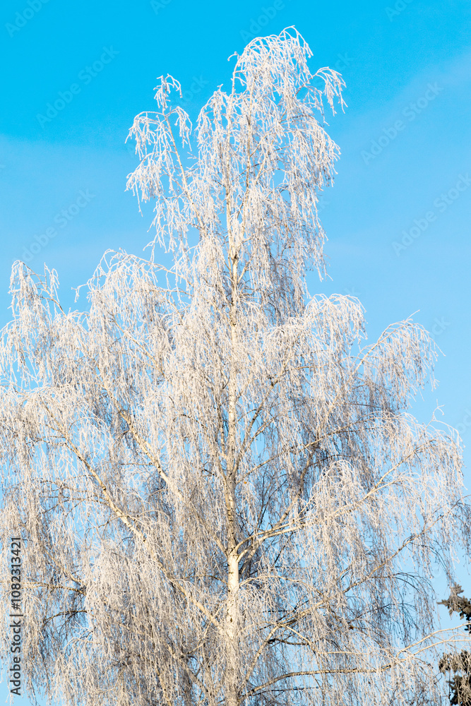 Trees in hoarfrost in the winter against the sky Trees in hoarfrost in the winter against the sky