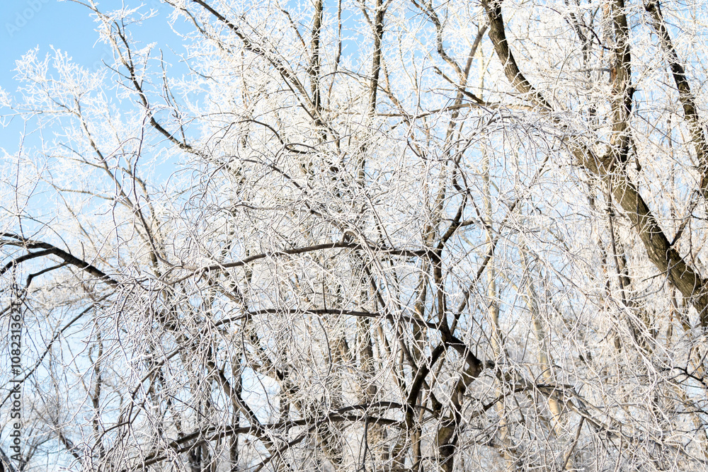 Trees in hoarfrost in the winter against the sky Trees in hoarfrost in the winter against the sky
