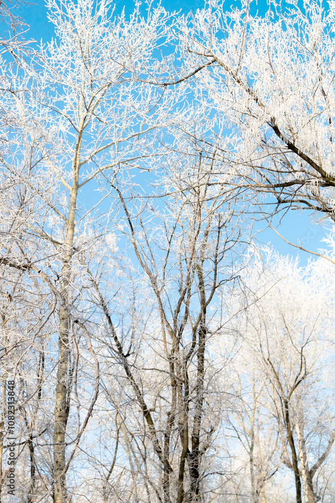 Trees in hoarfrost in the winter against the sky Trees in hoarfrost in the winter against the sky