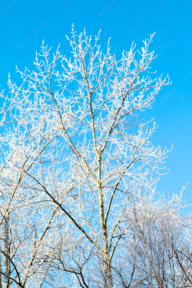 Trees in hoarfrost in the winter against the sky Trees in hoarfrost in the winter against the sky