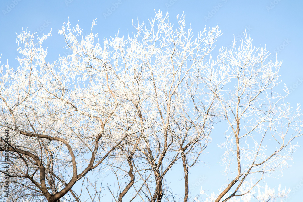 Trees in hoarfrost in the winter against the sky Trees in hoarfrost in the winter against the sky