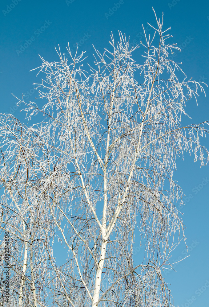 Trees in hoarfrost in the winter against the sky Trees in hoarfrost in the winter against the sky