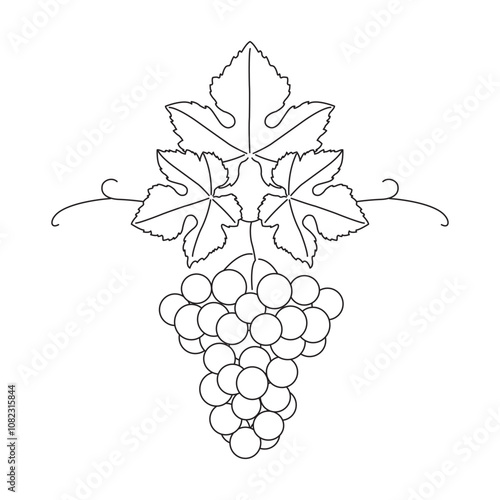 Bunch of grapes. Vine. Vector line drawing on white or transparent background. Grapevine. Element of a seamless grape border. Symmetric