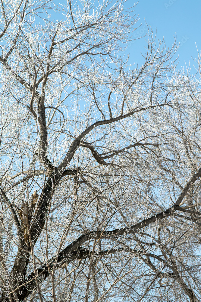 Trees in hoarfrost in the winter against the sky Trees in hoarfrost in the winter against the sky