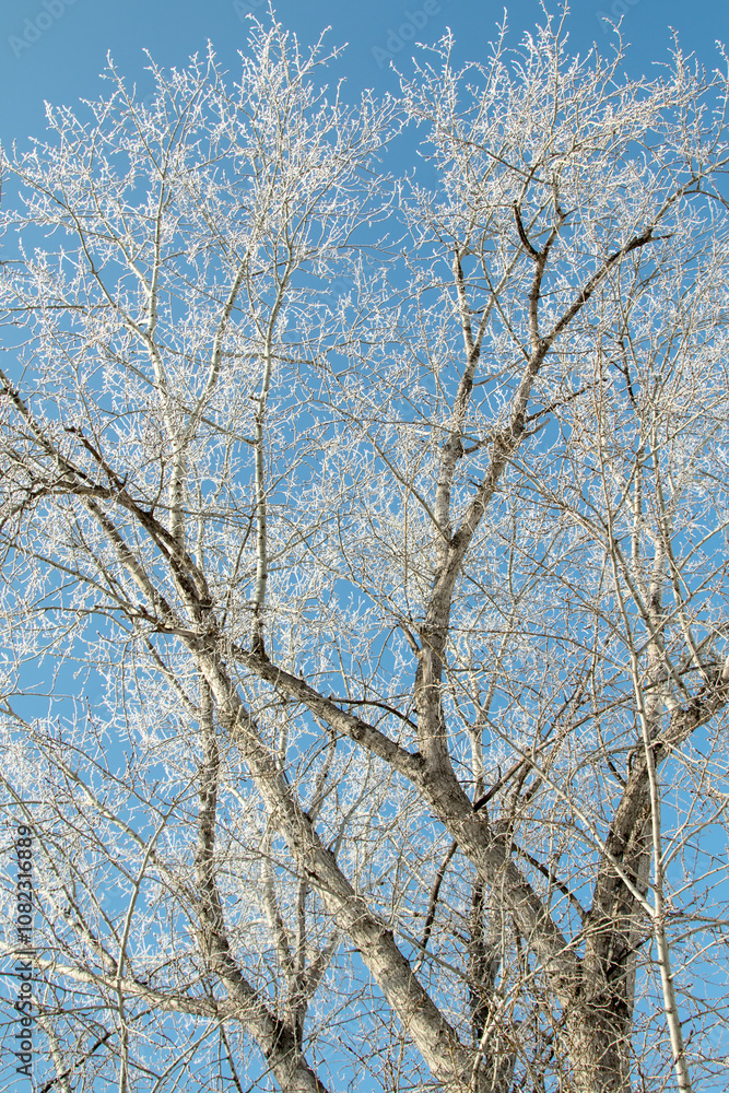 Trees in hoarfrost in the winter against the sky Trees in hoarfrost in the winter against the sky