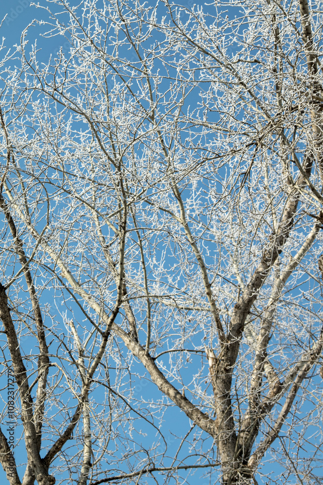 Trees in hoarfrost in the winter against the sky Trees in hoarfrost in the winter against the sky