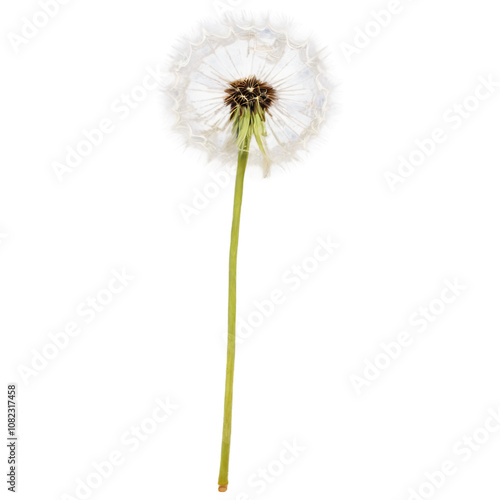 Wallpaper Mural A dandelion isolated on transparent background  Torontodigital.ca