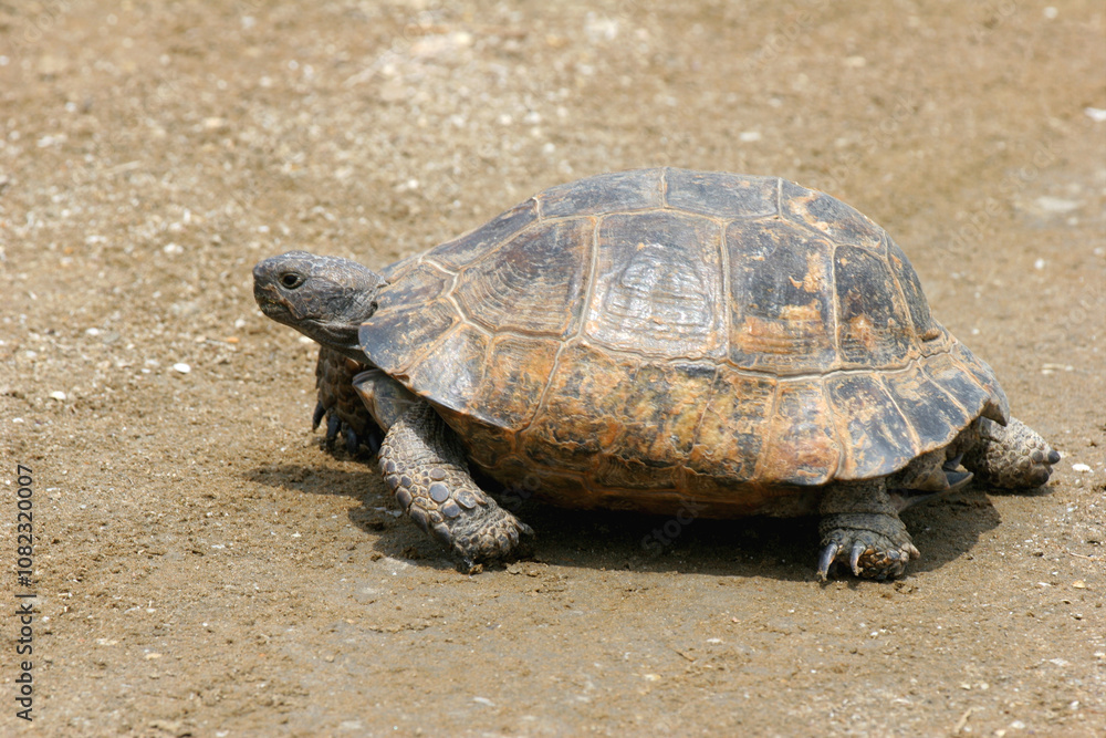 Fototapeta premium mediterranian turtle, turtle, reptiles, steppe turtle, gray, earth, animals