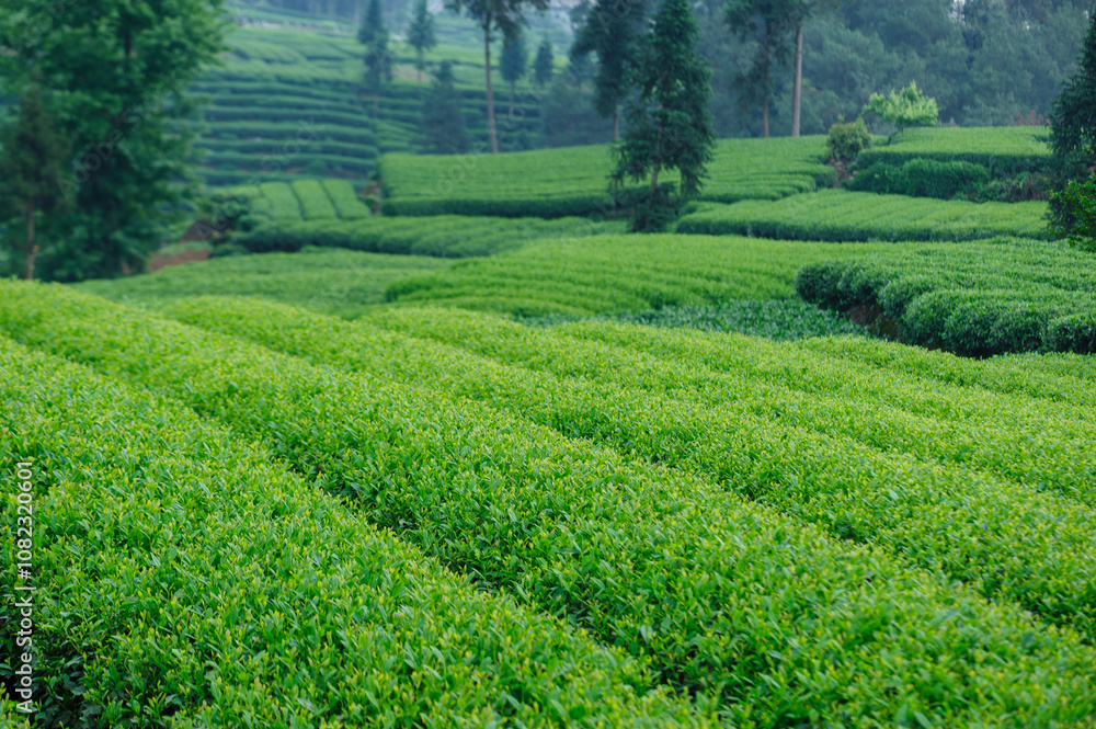 Green tea trees in spring mountains Green tea trees in spring mountains