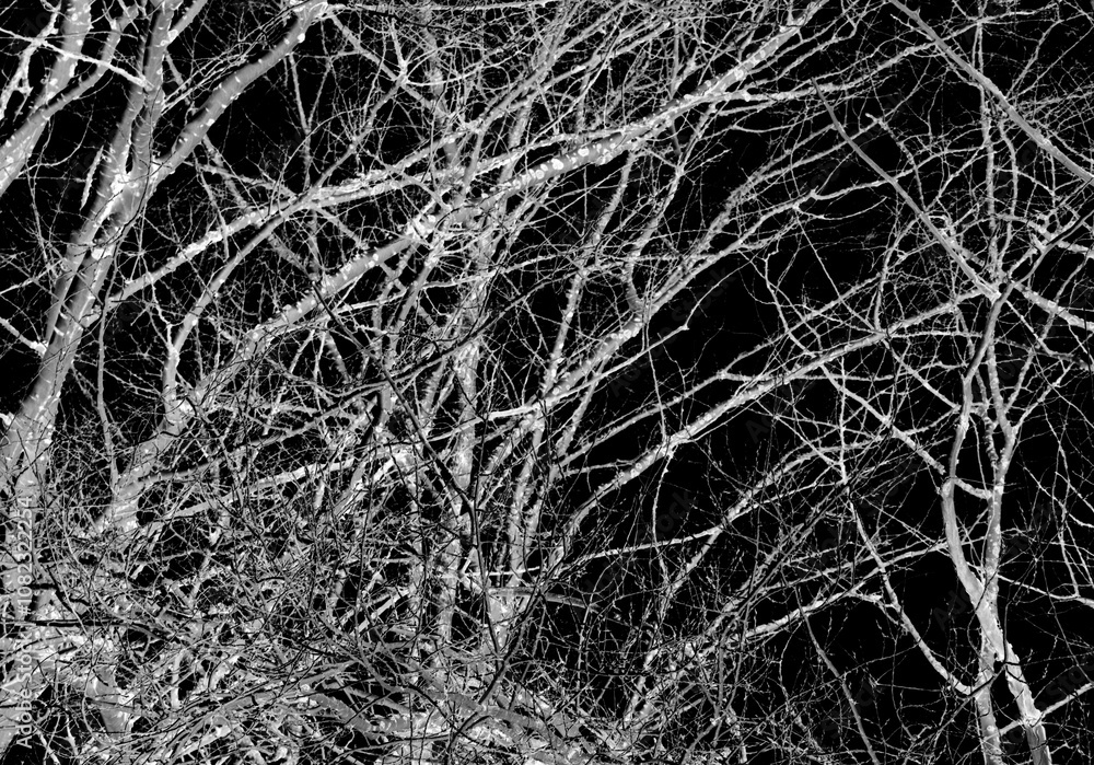 abstraction, white tree branches on a black background abstraction, white tree branches on a black background