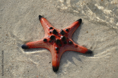 starfish at the beach