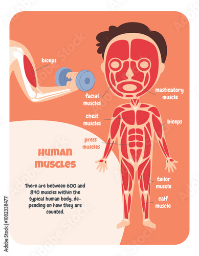 Muscles of a human child diagram. Study of human anatomy. Education for a child. My body. Vector illustration