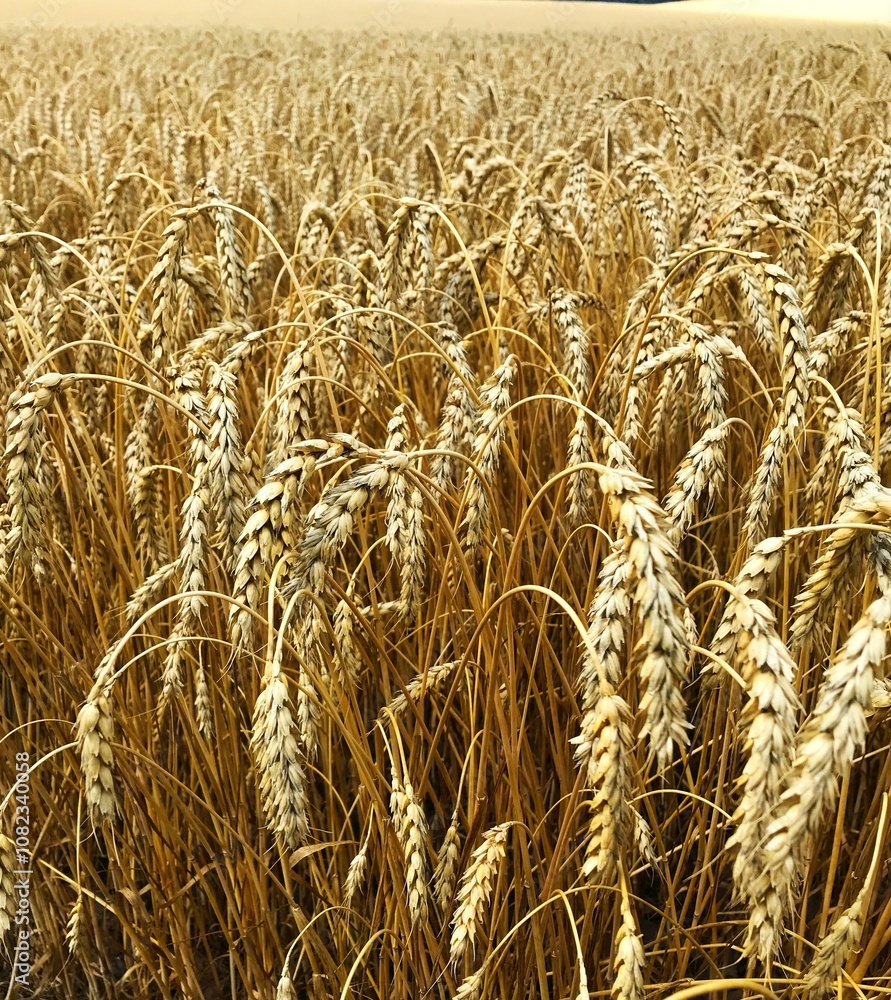 Winter wheat. In the second half of summer, bread wheat reaches marketable maturity due to the formation of a good ear, optimal humidity. For the beginning of seed collection, threshing, the beginnin
Winter wheat. In the second half of summer, bread wheat reaches marketable maturity due to the formation of a good ear, optimal humidity. For the beginning of seed collection, threshing, the beginnin