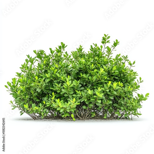 north florida shrubbery, landscaped, white background,generative ai