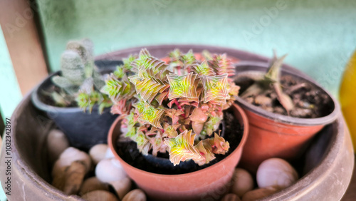 various types of mini succulents in pot