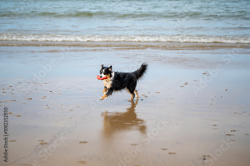 australian dog on the beach running 