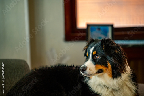 portrait of an australian sheepdog in a house