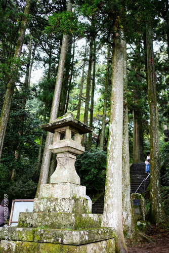 stone lantern in Japan with moss and trees at the back outdoor in daytime in the shrine