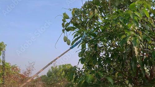 Farmers are picking mangoes from the trees. Using a long stick as a tool to bring down the mangoes.