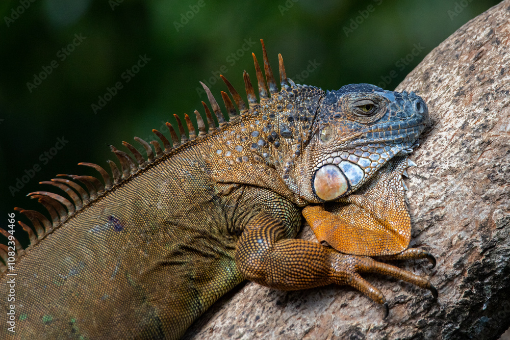Iguana in the rain forest of Costa Rica. Iguana in the rain forest of Costa Rica.