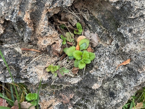 Close-up of Veronica agrestis plant growing on a rock. Green field speedwell. Veronica agrestis, the green field-speedwell is a species of flowering plant in the Plantaginaceae (Plantain) family. photo