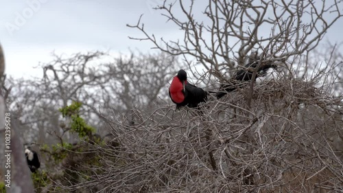 Wallpaper Mural Male frigate bird preening feathers while perched on a branch in the galapagos islands showcases its vibrant colors Torontodigital.ca