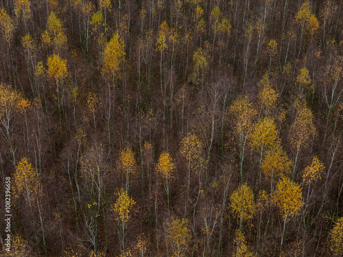 Fototapeta Naklejka Na Ścianę i Meble -  Jesienny krajobraz. Las brzozowy widok z loty ptaka