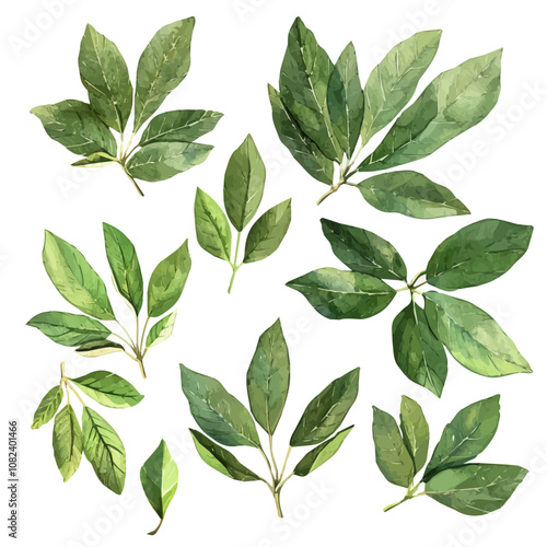 A watercolor vector of a set of sassafras leaves, isolated on a white background. Sassafras leaves vector.