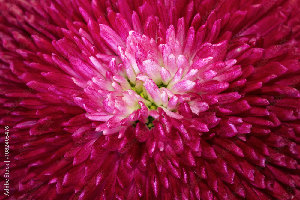 Close-up of a dark pink red daisy flower. Close-up of a dark pink red daisy flower.